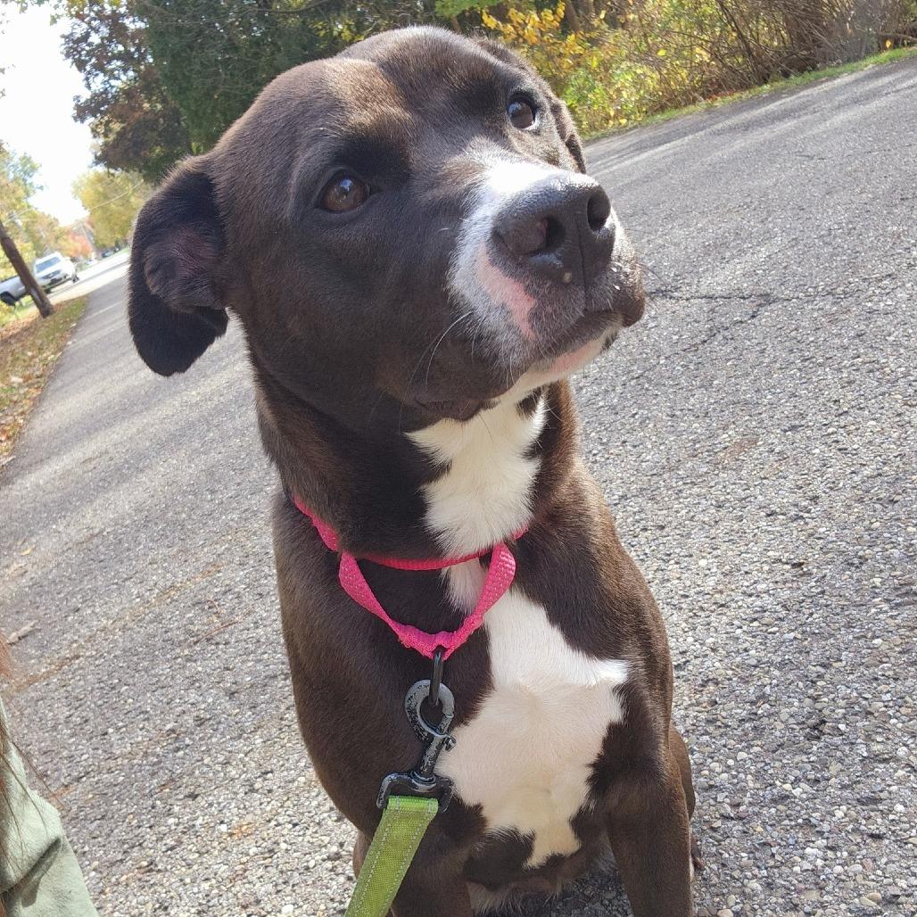 Enlarge Ayme, a Adoptable mixed breed in Baldwin, WI image 1/4