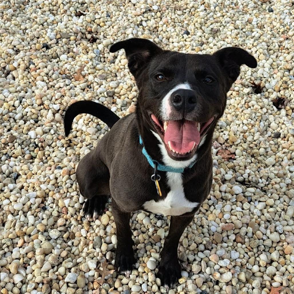 Enlarge Ayme, a Adoptable mixed breed in Baldwin, WI image 4/4