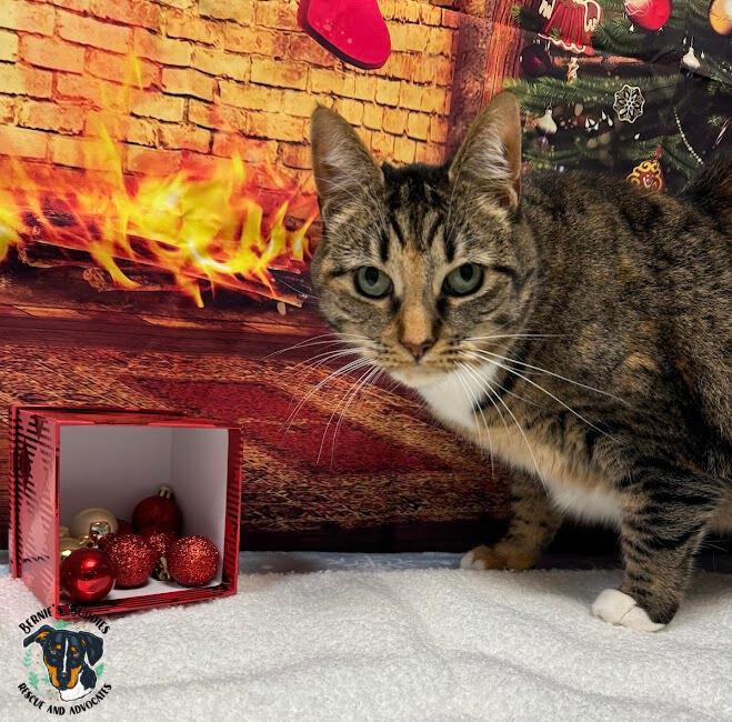 Franziska, a Adoptable mixed breed in Huntington, WV image 6/6