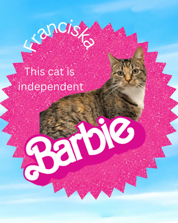 Franziska, Adoptable, Adult Female Manx & Tortoiseshell.