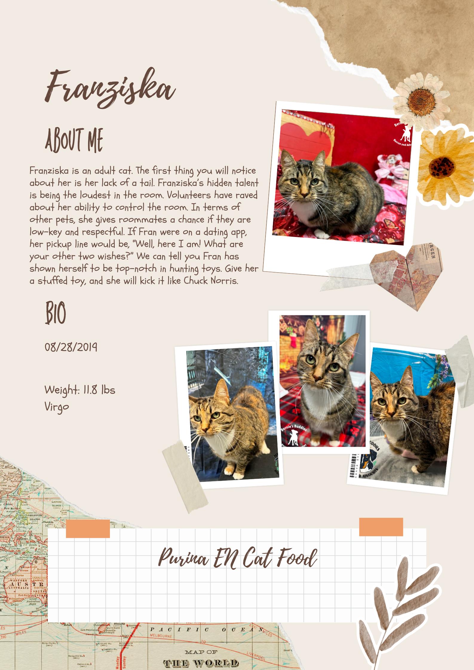 Franziska, Adoptable, Adult Female Manx & Domestic Short Hair.