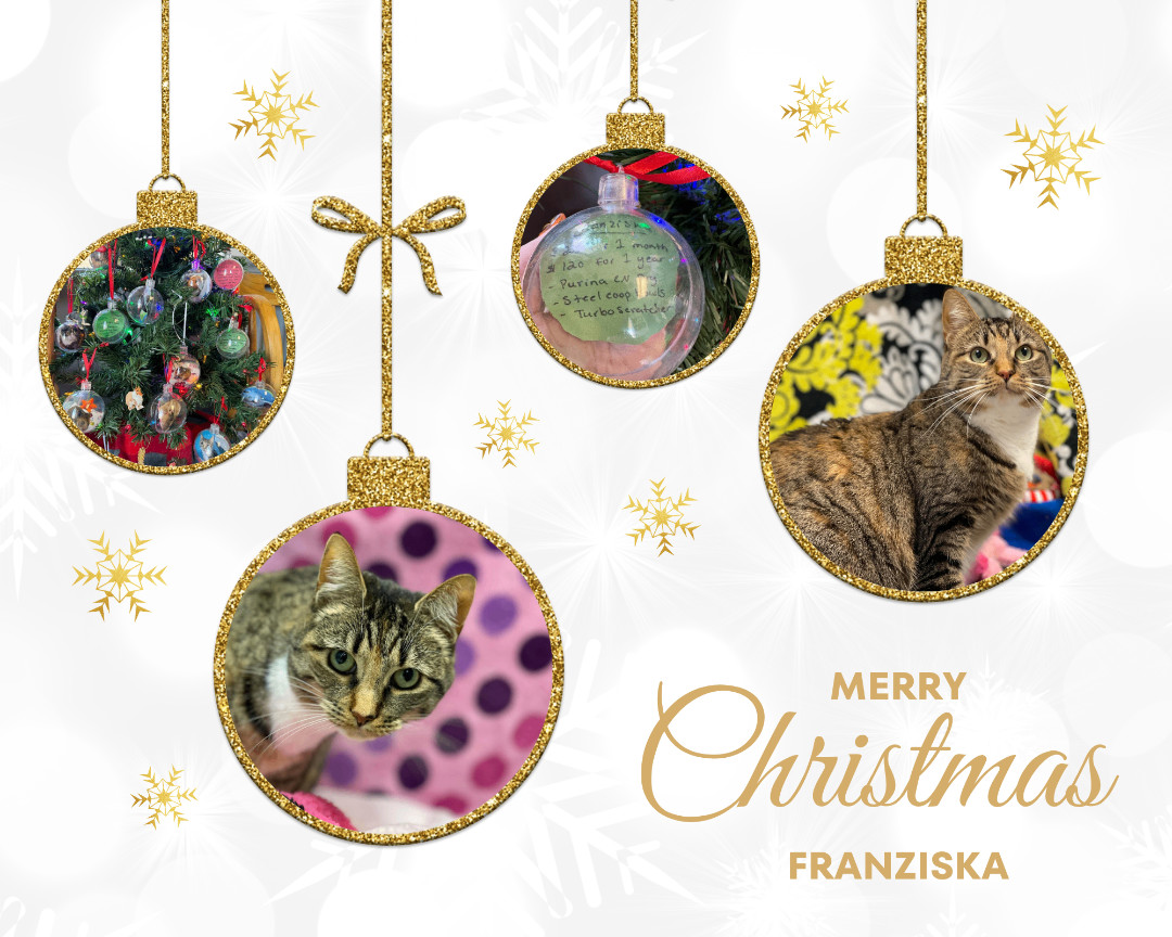 Franziska, a Adoptable mixed breed in Huntington, WV image 3/6