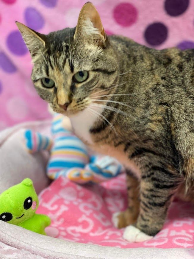 Franziska, a Adoptable mixed breed in Huntington, WV image 4/6