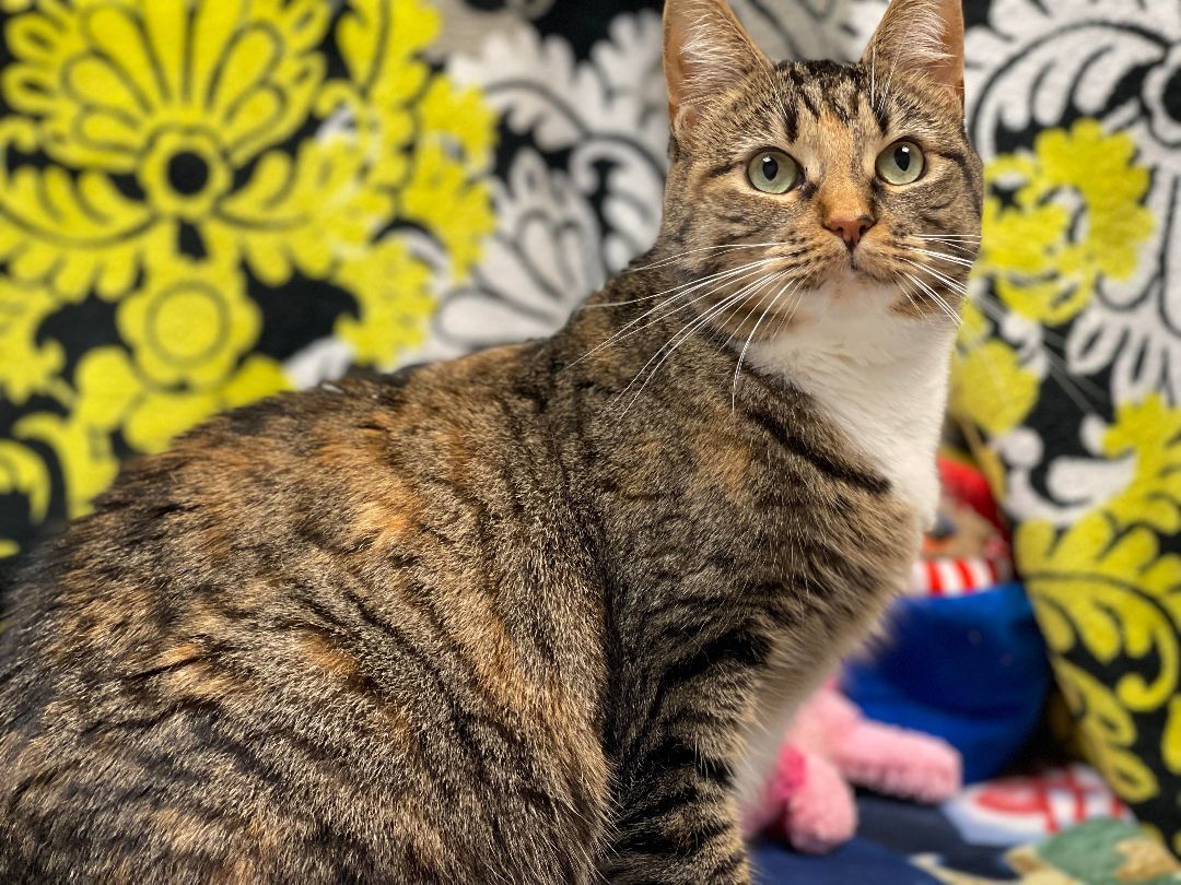 Franziska, a Adoptable mixed breed in Huntington, WV image 5/6