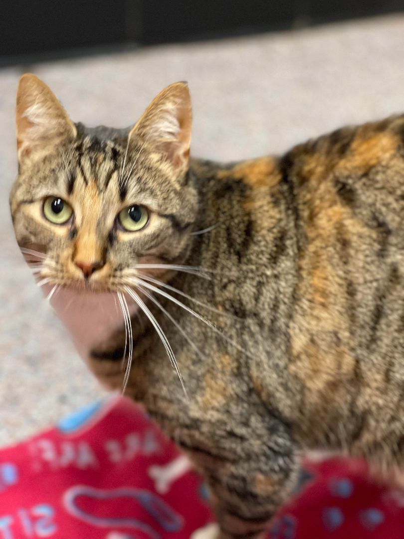 Franziska, a Adoptable mixed breed in Huntington, WV image 6/6