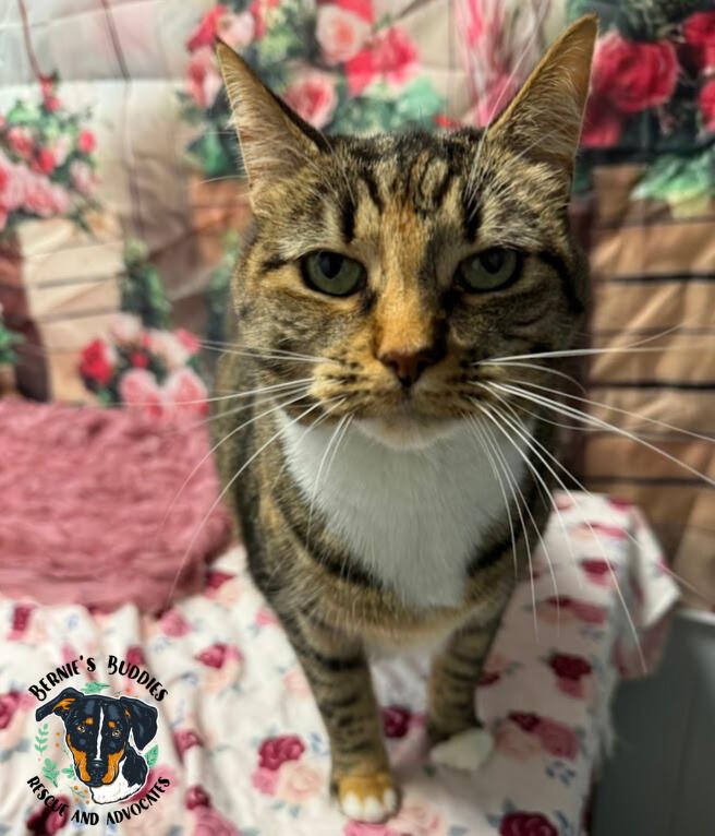 Franziska, a Adoptable mixed breed in Huntington, WV image 5/6