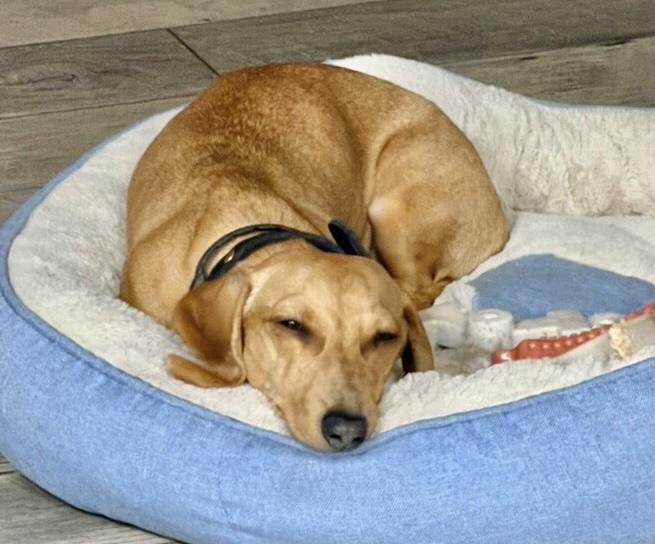 Pheiffer , a ADOPTABLE Dachshund in Nanuet, NY image 4/4