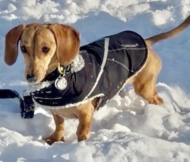 Pheiffer , a ADOPTABLE Dachshund in Nanuet, NY image 2/4