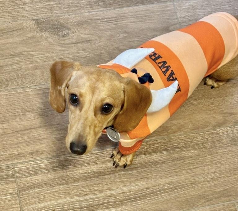 Pheiffer , ADOPTABLE, Puppy Female Dachshund.