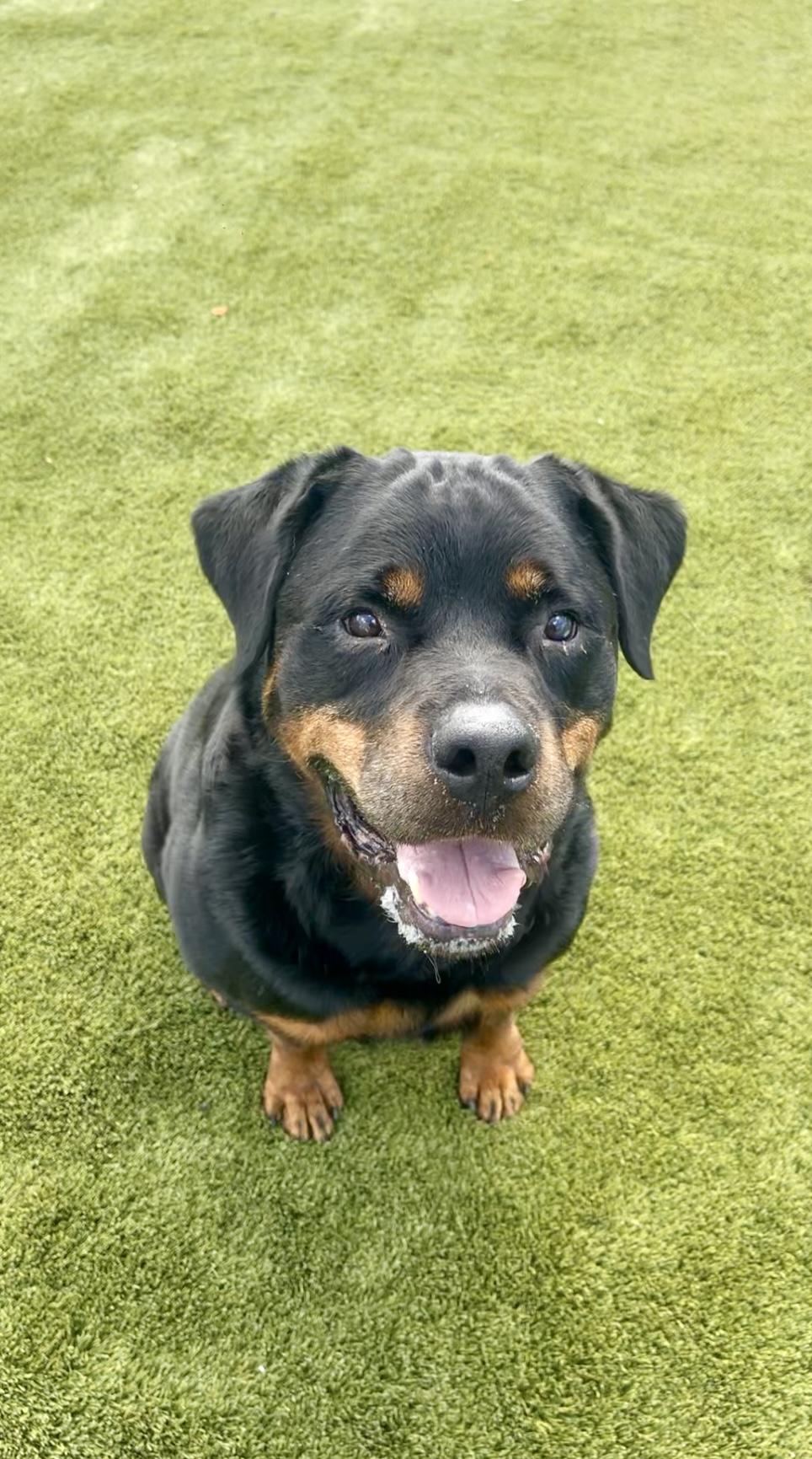 Teddy Bear, Adoptable, Senior Male Rottweiler.
