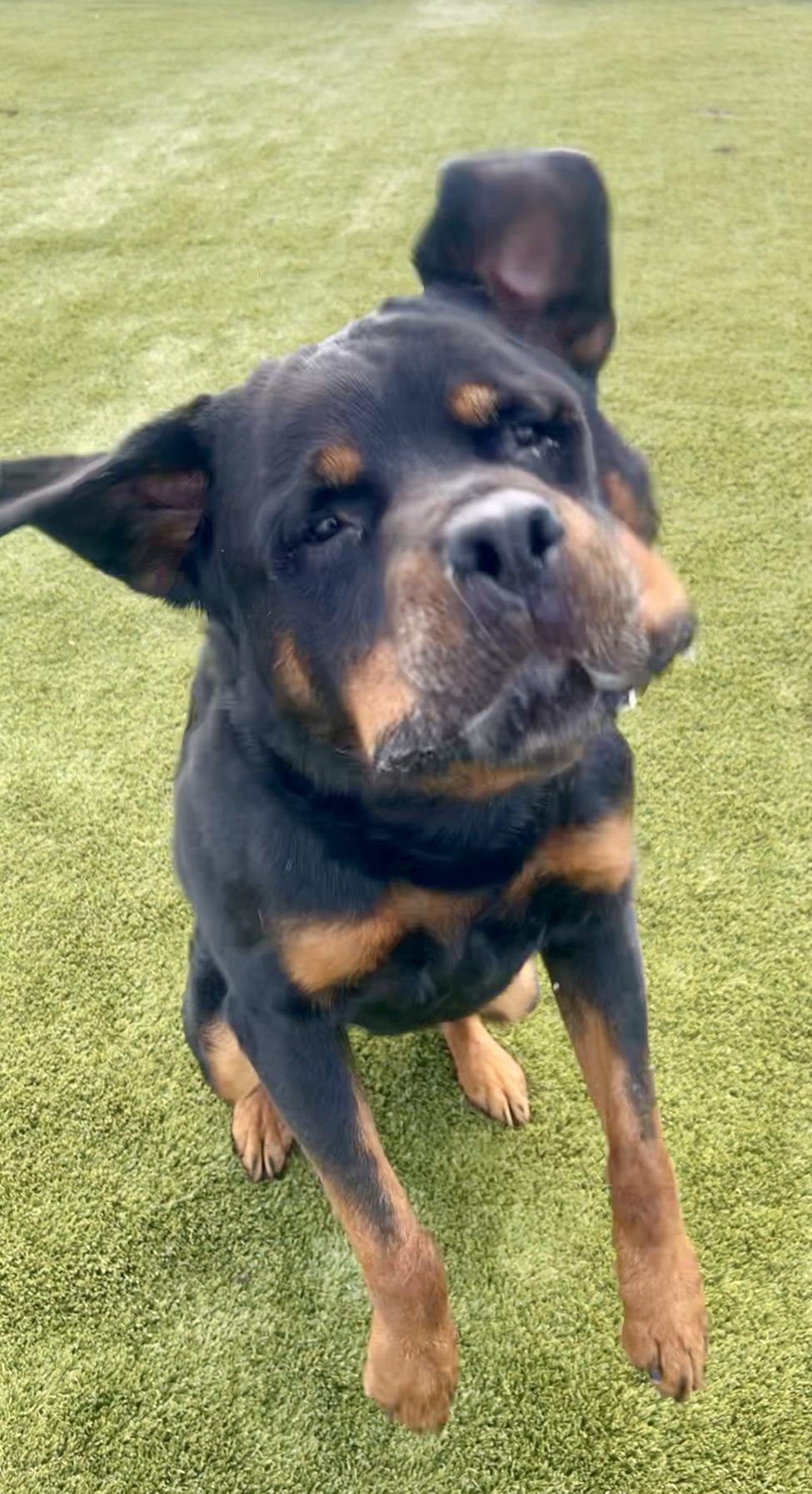Teddy Bear, a Adoptable Rottweiler in Lincoln, NE image 2/6