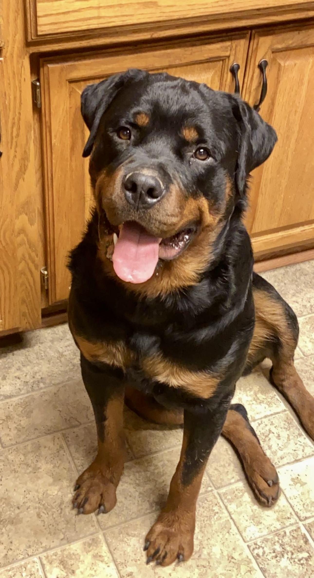 Teddy Bear, a Adoptable Rottweiler in Lincoln, NE image 3/6