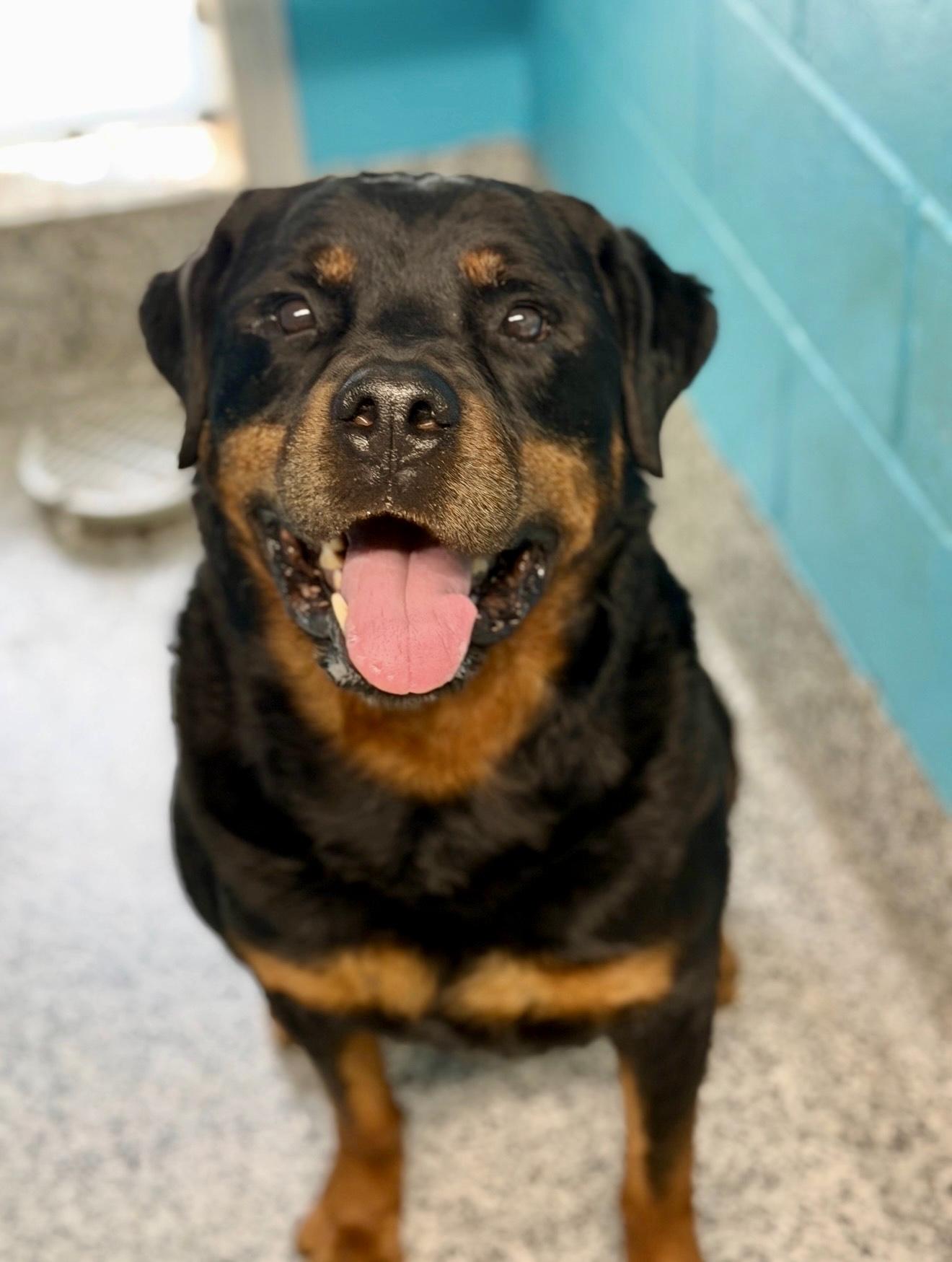 Teddy Bear, a Adoptable Rottweiler in Lincoln, NE image 4/6