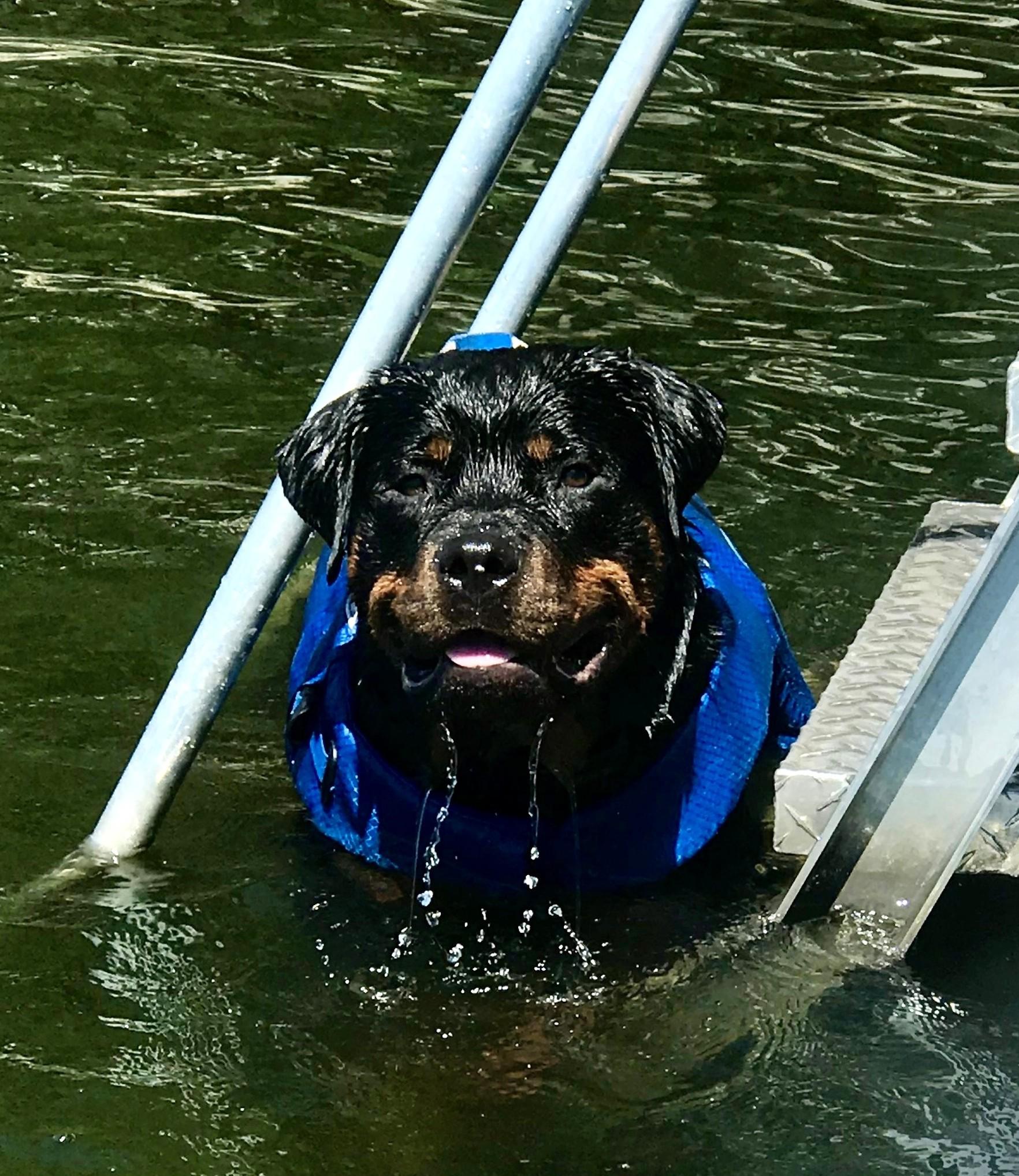 Teddy Bear, a Adoptable Rottweiler in Lincoln, NE image 5/6