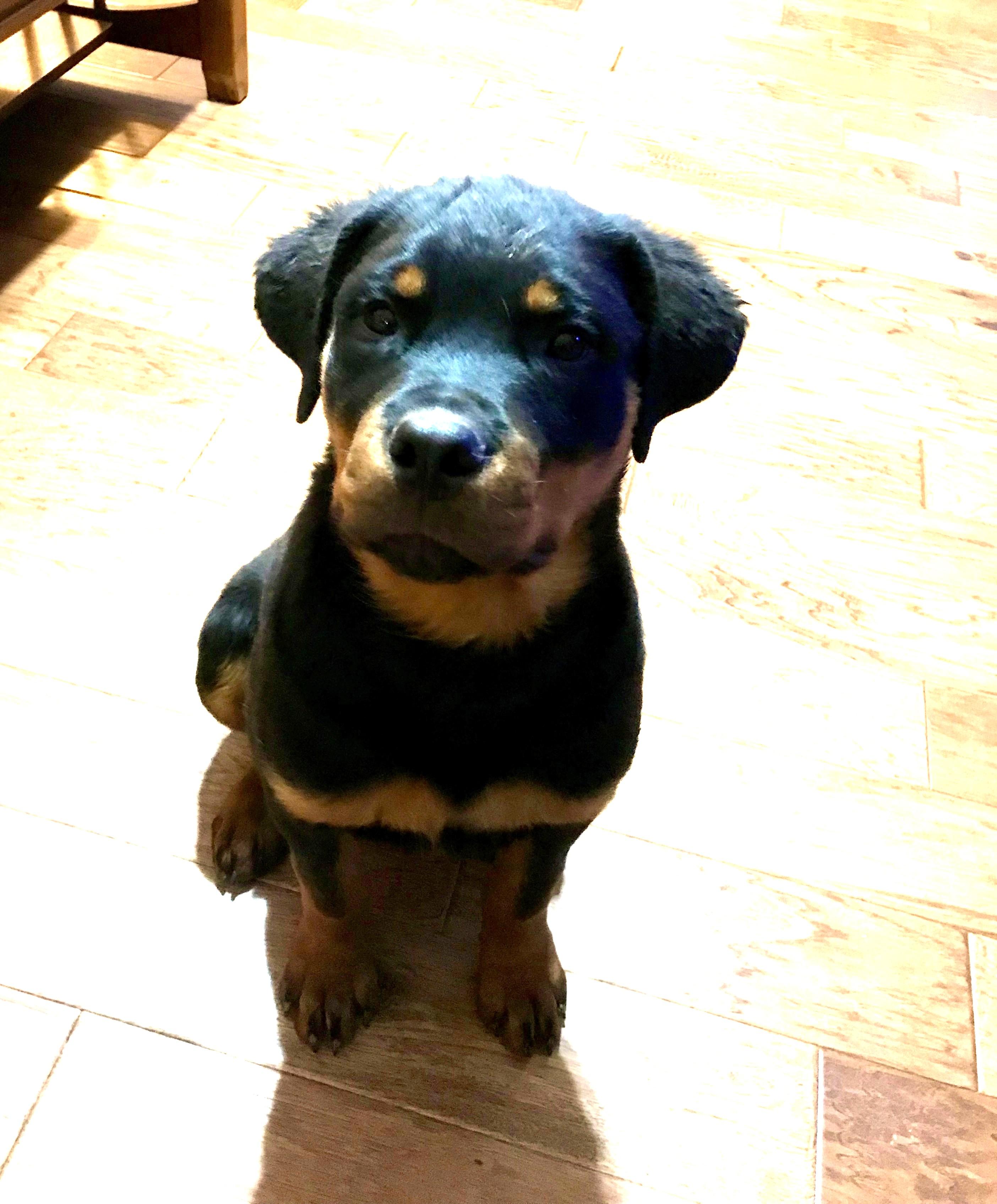 Teddy Bear, a Adoptable Rottweiler in Lincoln, NE image 6/6