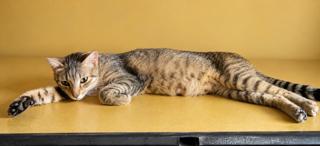 HASBRO, Adopted, Adult Female Domestic Short Hair.