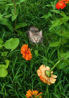 HASBRO, a Adopted Domestic Short Hair in Franklin, TN image 2/3