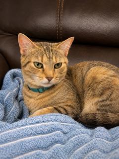 HASBRO, a Adopted Domestic Short Hair in Franklin, TN image 3/3