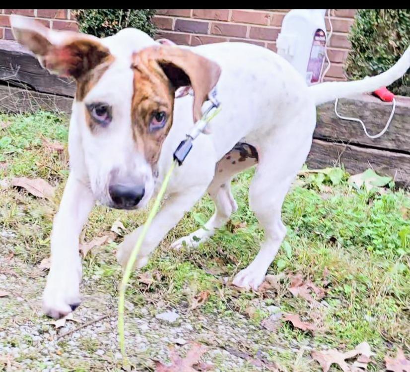 Daisy, a Adoptable mixed breed in Corinth, MS image 1/2