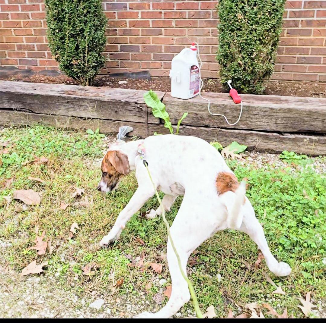 Daisy, a Adoptable mixed breed in Corinth, MS image 2/2