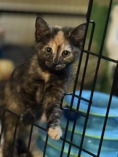 Muse, an adopted Domestic Short Hair in New Cumberland, PA image 2/4
