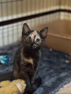 Muse, an adopted Domestic Short Hair in New Cumberland, PA image 3/4