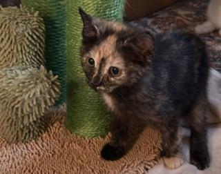 Muse, an adopted Domestic Short Hair in New Cumberland, PA image 4/4