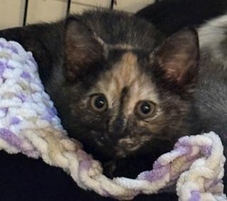 Muse, adopted, Kitten Female Domestic Short Hair.