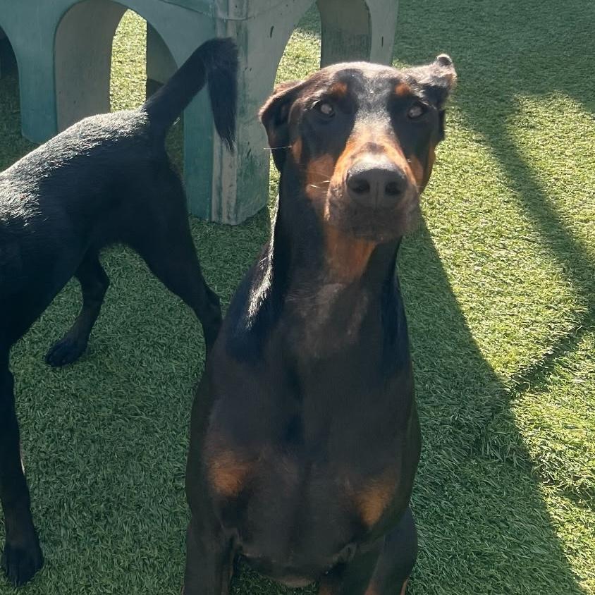 Martha, a hold Doberman Pinscher in Huntington Beach, CA image 6/6