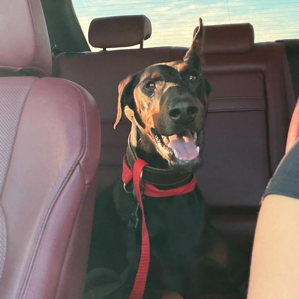 Martha, a hold Doberman Pinscher in Huntington Beach, CA image 5/6