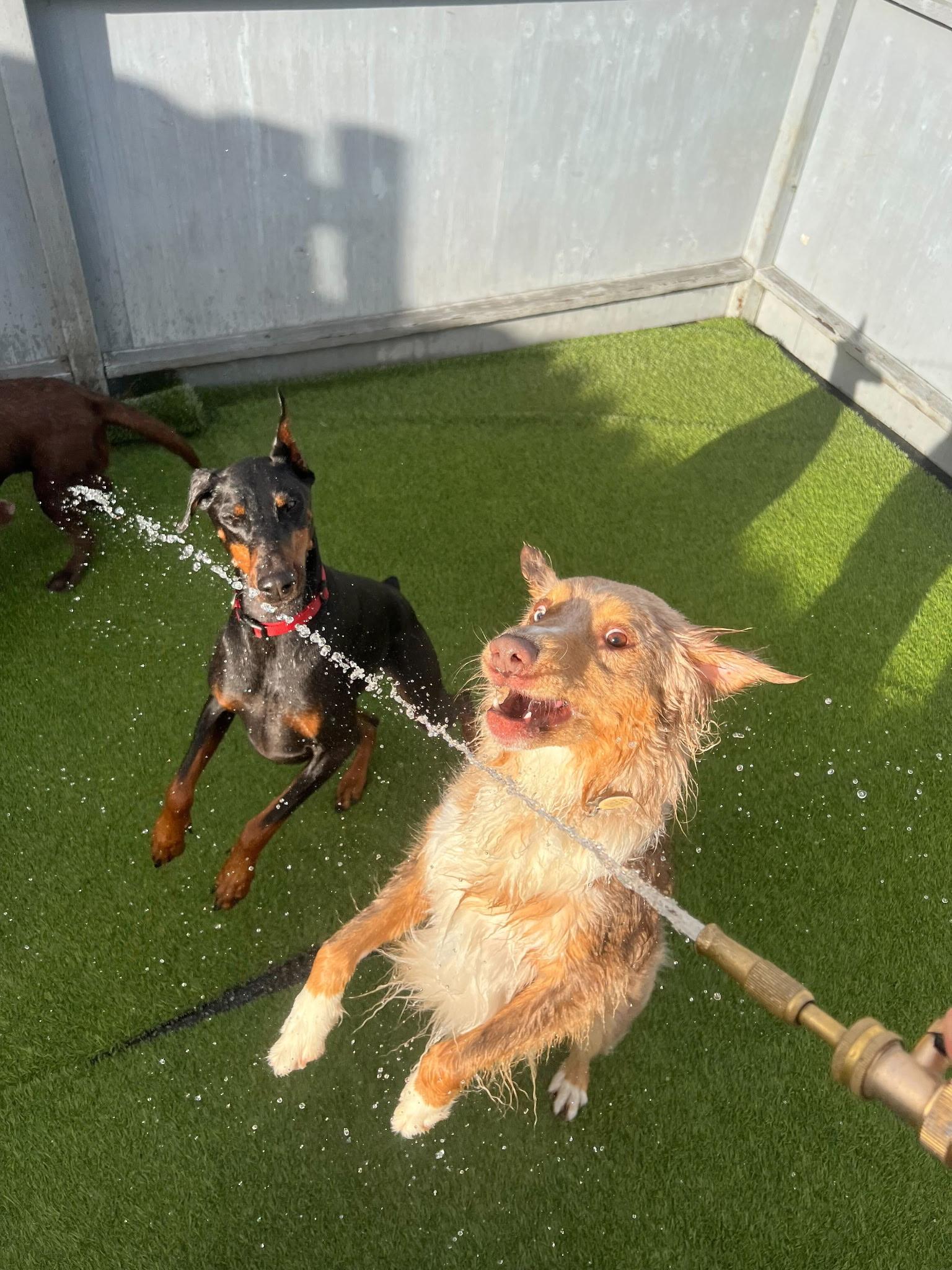 Martha, a hold Doberman Pinscher in Huntington Beach, CA image 3/6