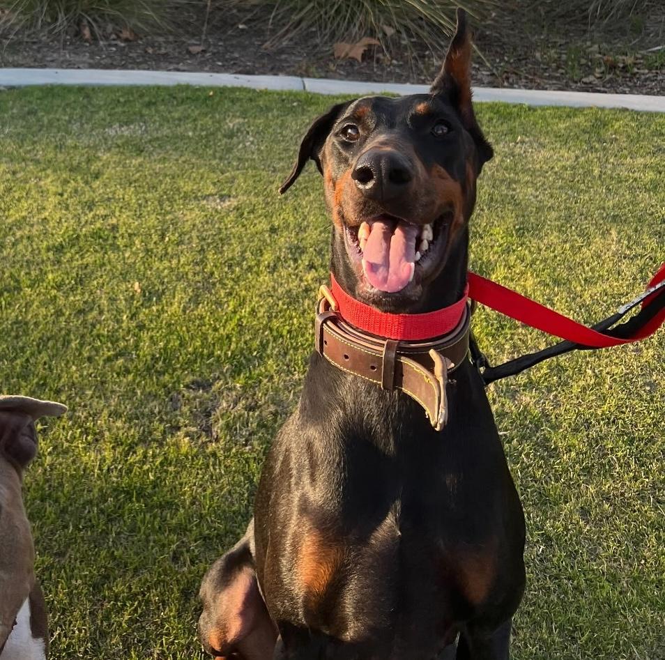 Martha, a hold Doberman Pinscher in Huntington Beach, CA image 4/6