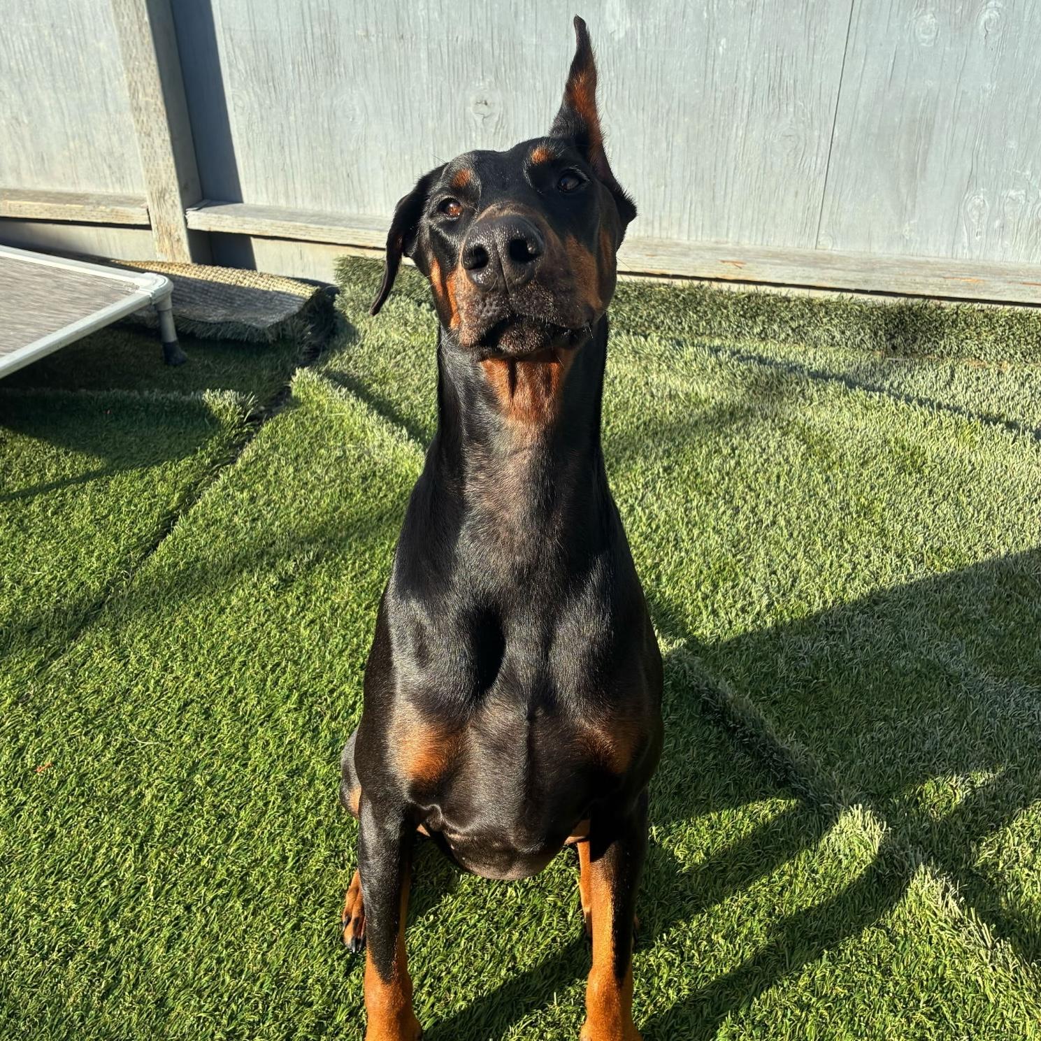 Martha, a hold Doberman Pinscher in Huntington Beach, CA image 1/6
