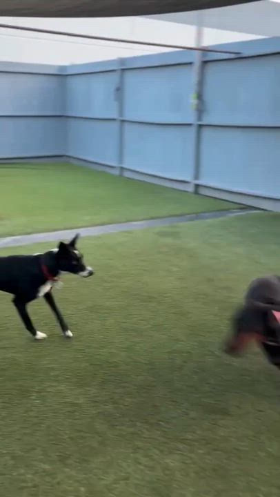Enlarge Martha, a hold Doberman Pinscher in Huntington Beach, CA video 2/6
