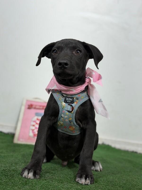 Enlarge Snoopy-One of our Amazing Rescue Dogs, a Adoptable mixed breed in Las Vegas, NV image 1/1