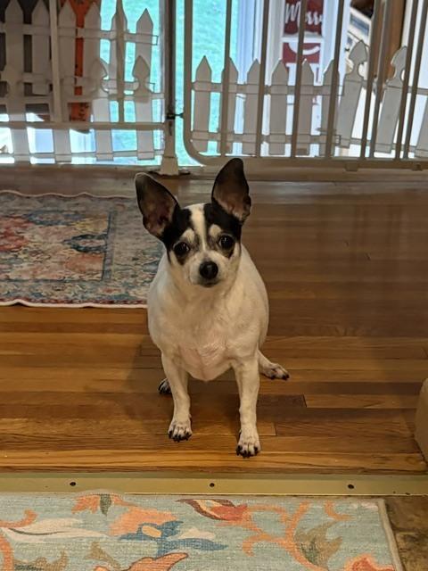 Enlarge Gracie, a Adoptable Chihuahua in Huntington, NY image 1/3