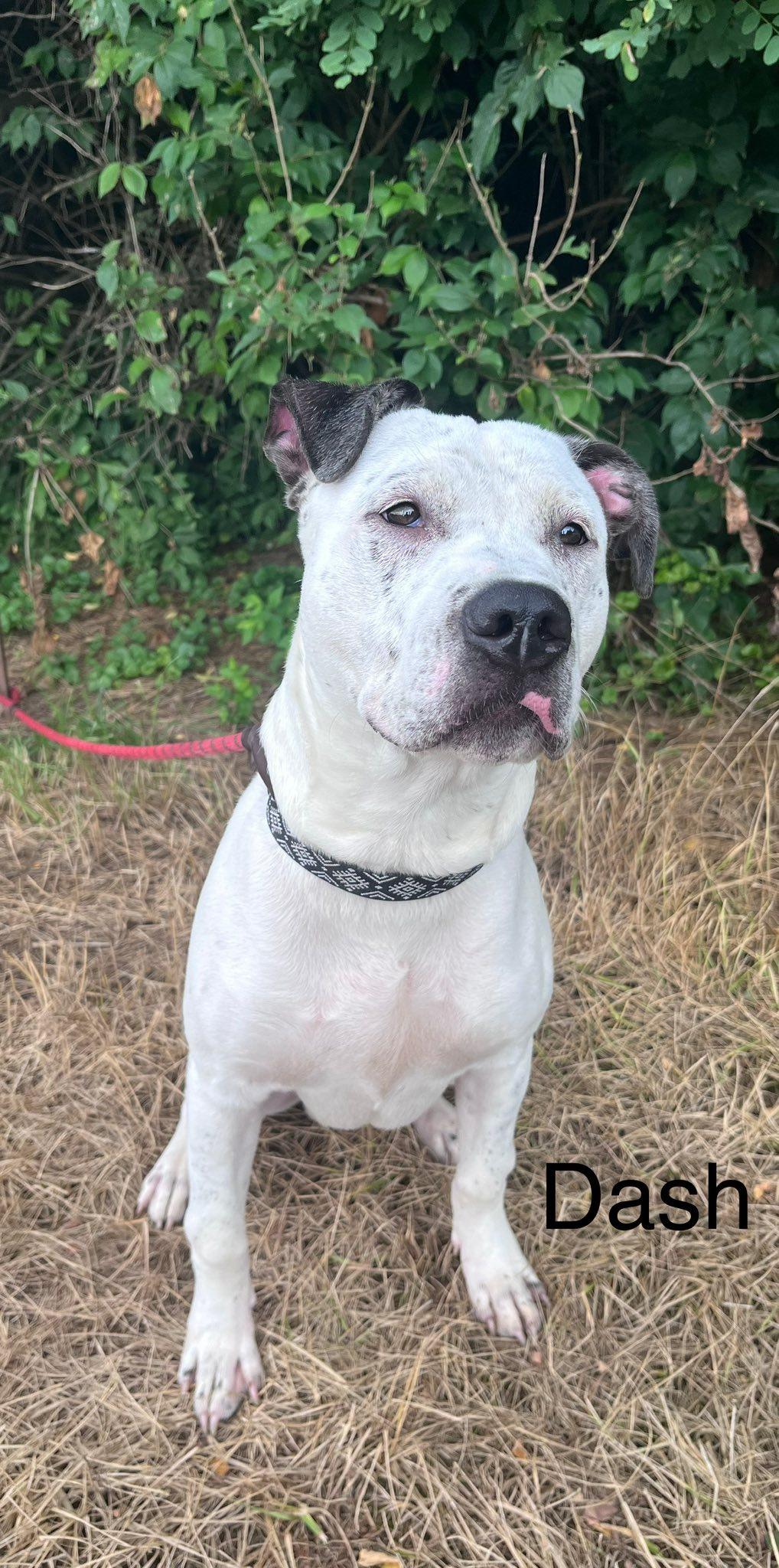 Dash, Adoptable, Young Male Pit Bull Terrier.