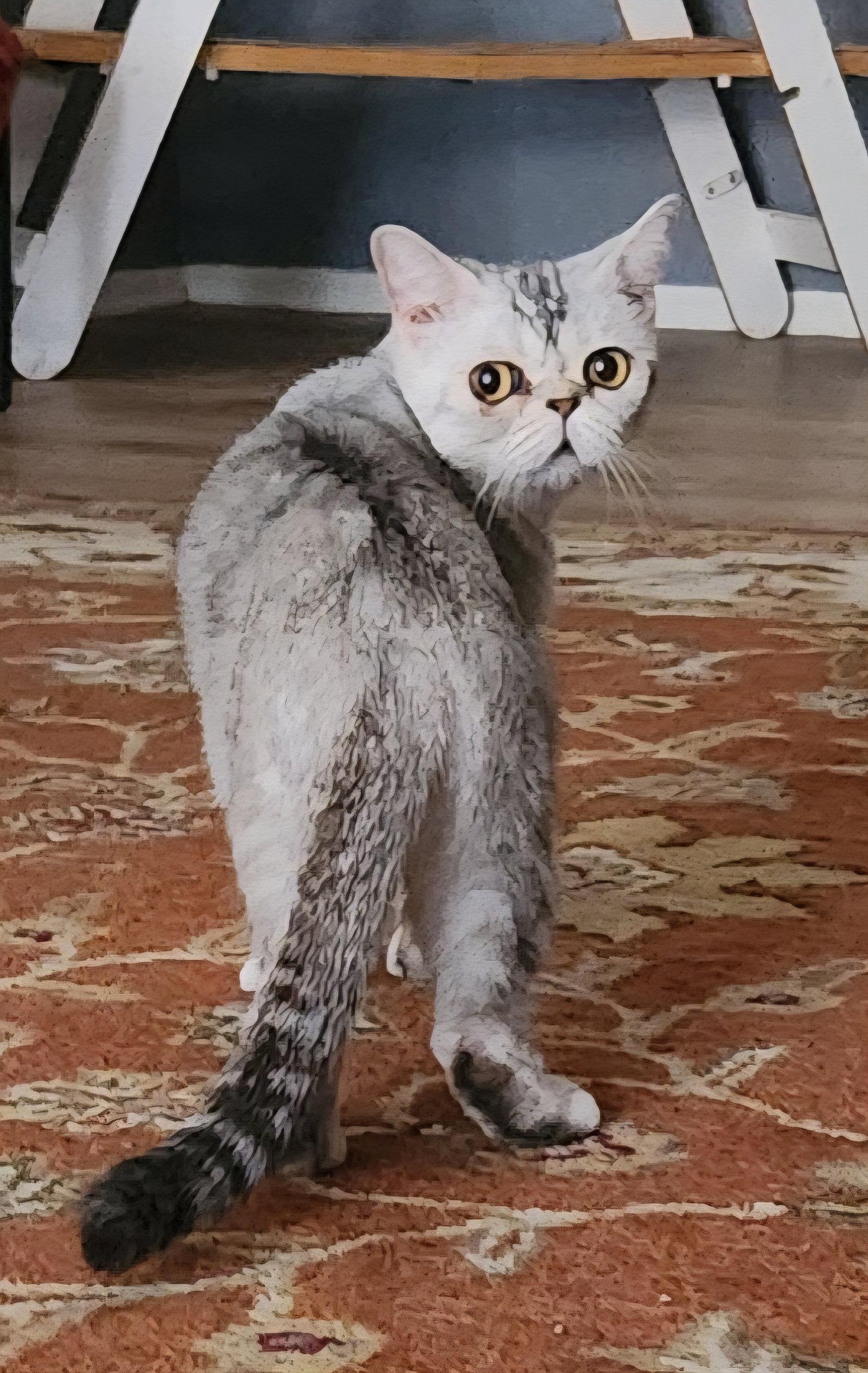 Exotica, Adopted, Adult Female Exotic Shorthair.