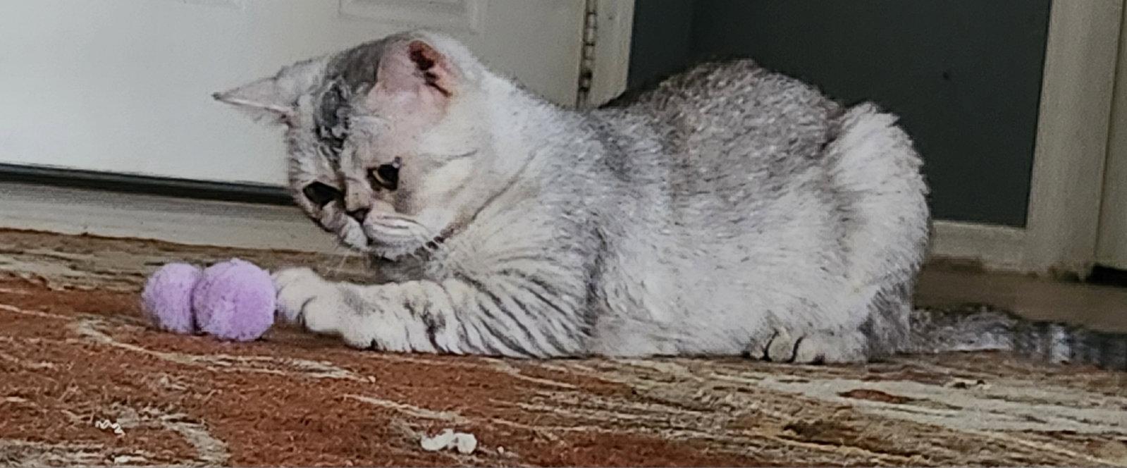 Enlarge Exotica, a Adopted Exotic Shorthair in Phoenix, AZ image 2/3