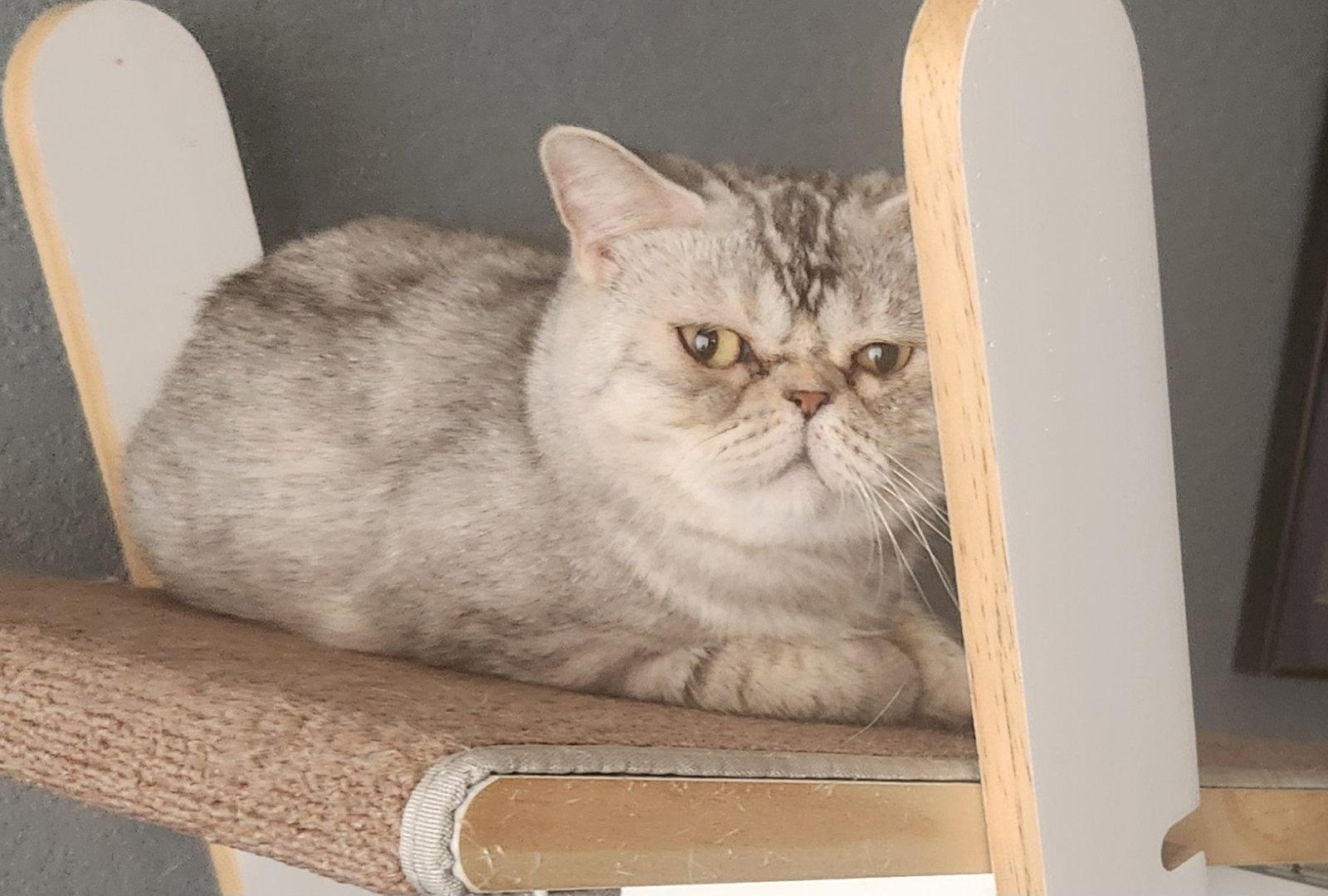 Enlarge Exotica, a Adopted Exotic Shorthair in Phoenix, AZ image 3/3