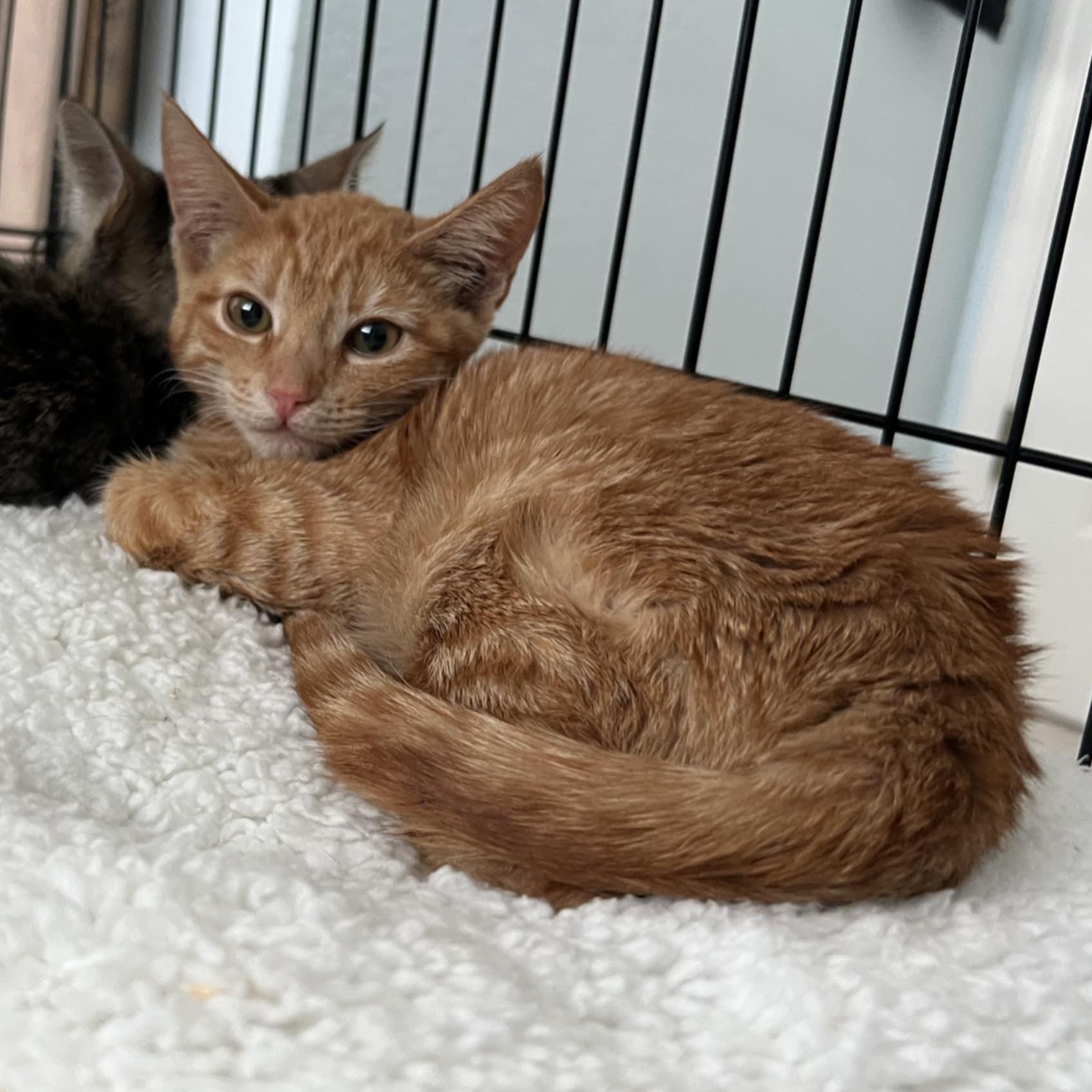 Nutmeg, adoptable, Young Female Domestic Short Hair & Tabby.