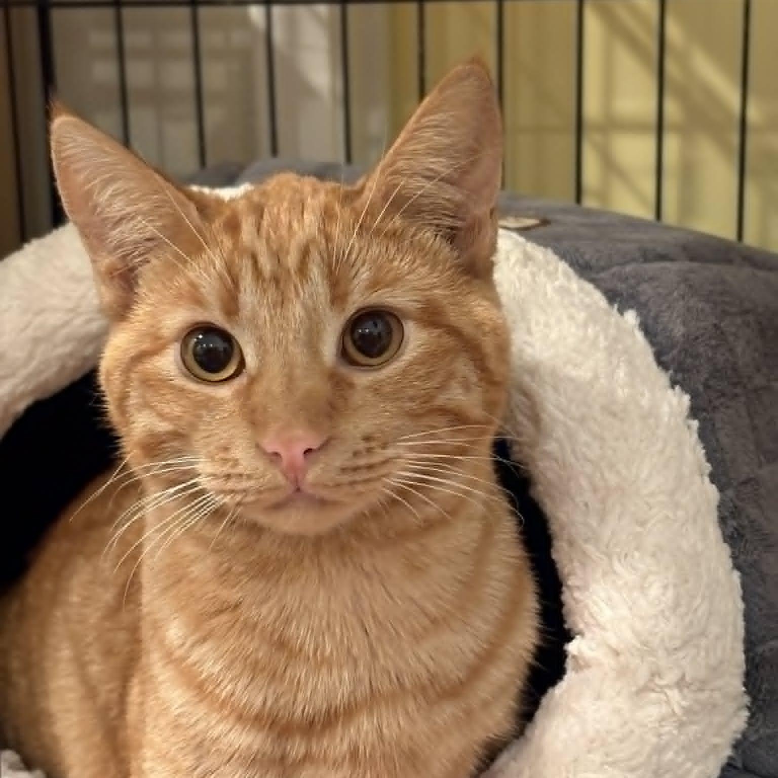 Nutmeg, adoptable, Kitten Female Domestic Short Hair & Tabby.