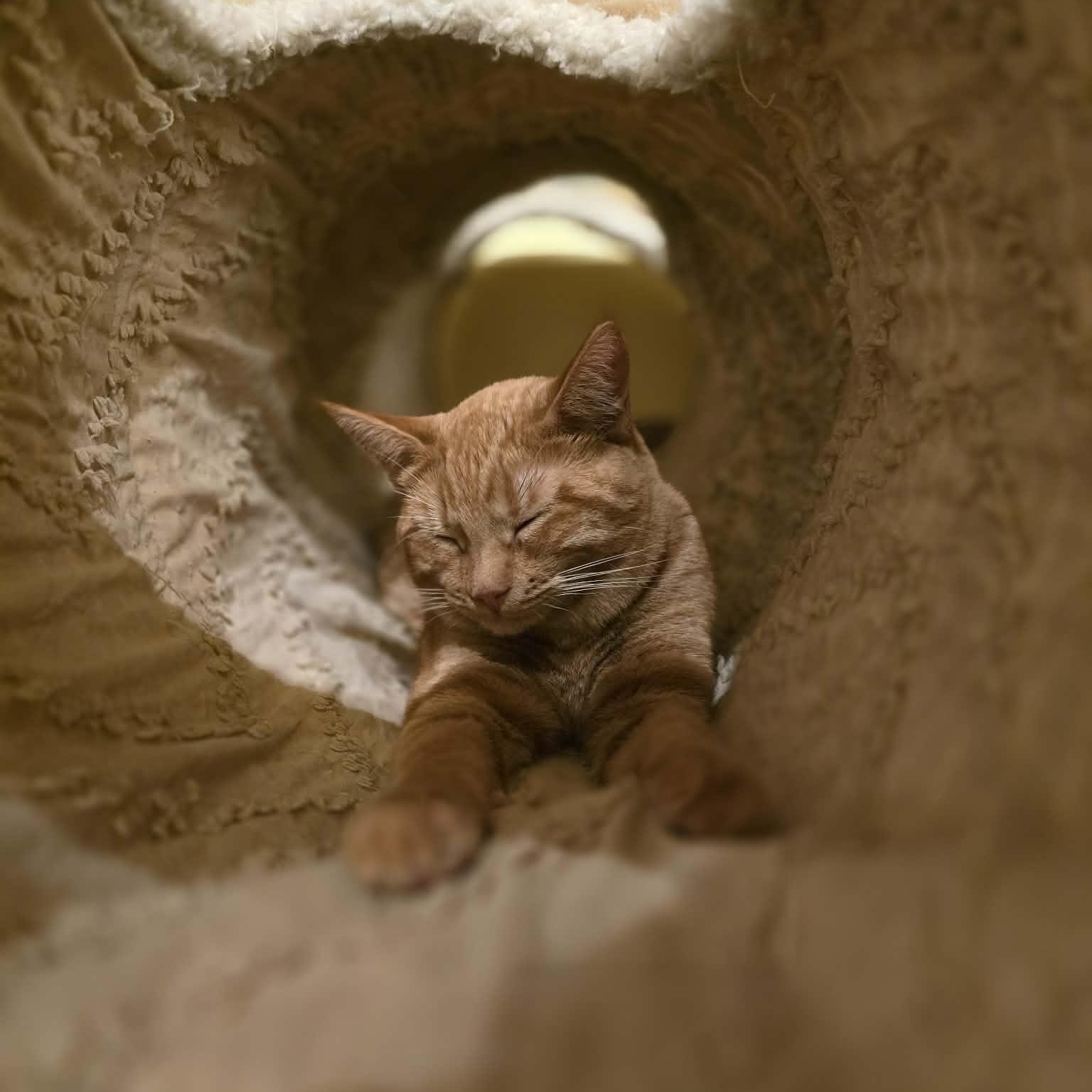 Nutmeg, an adoptable mixed breed in Santa Clara, CA image 5/5