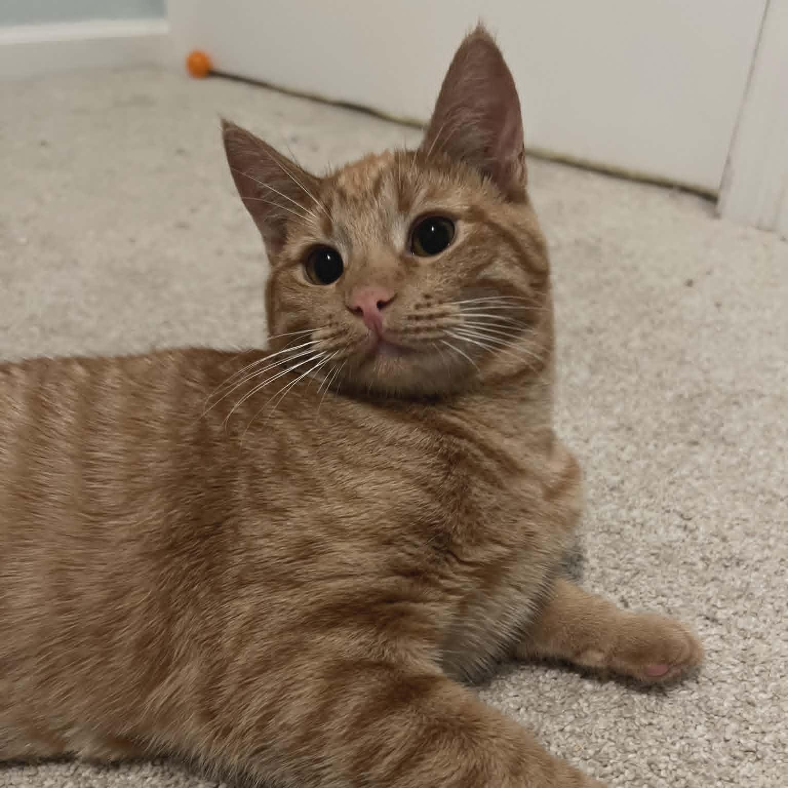 Enlarge Nutmeg, an adoptable mixed breed in Santa Clara, CA image 2/4