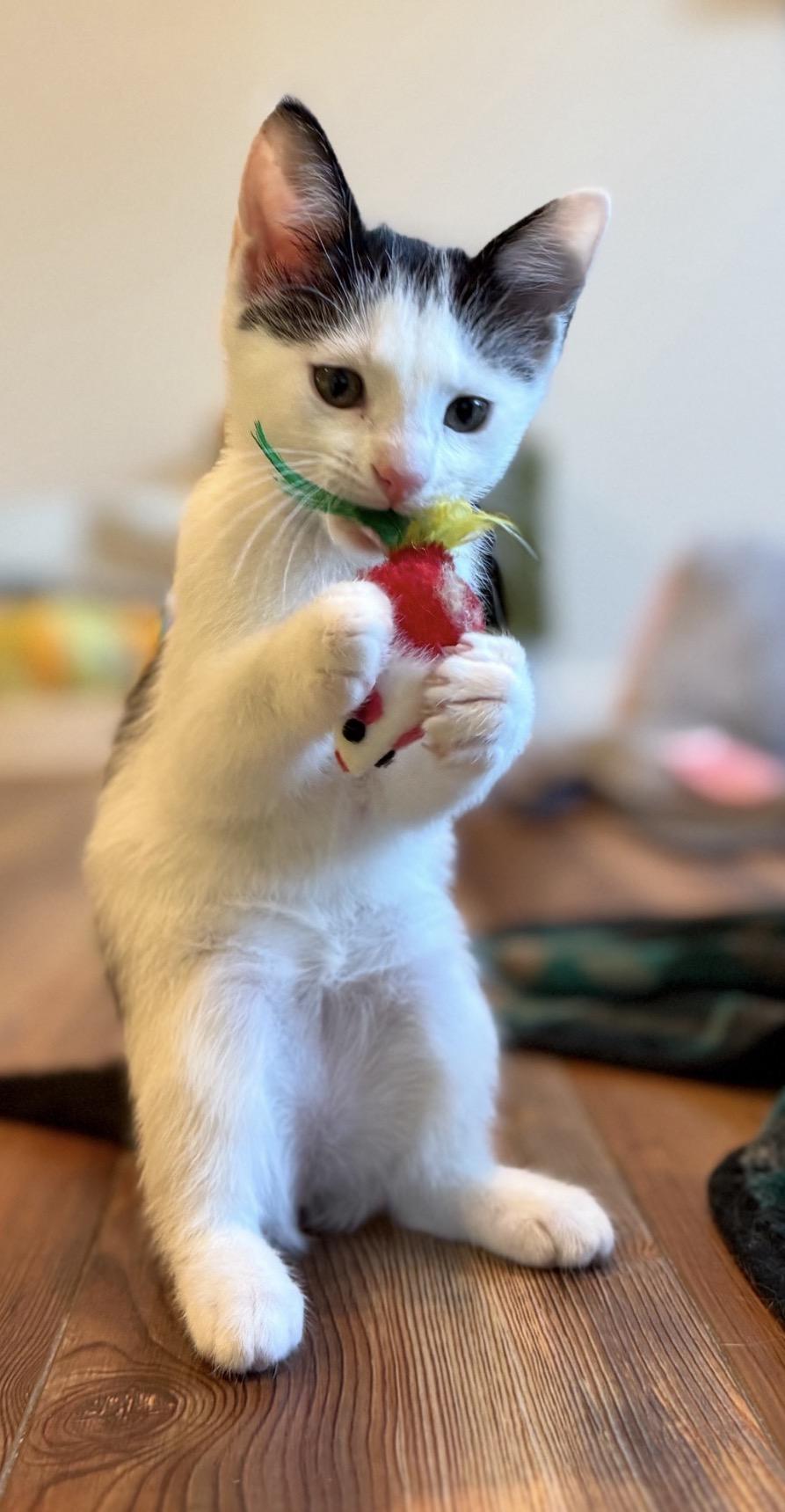 Otter Pop (Popsicle Litter), a Adoptable Domestic Short Hair in Blanch, NC image 4/5
