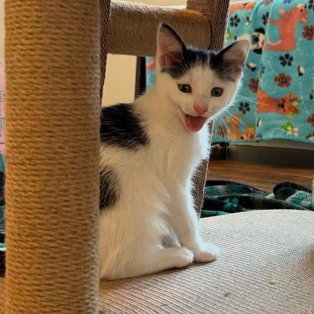 Otter Pop (Popsicle Litter), a Adoptable Domestic Short Hair in Blanch, NC image 1/5