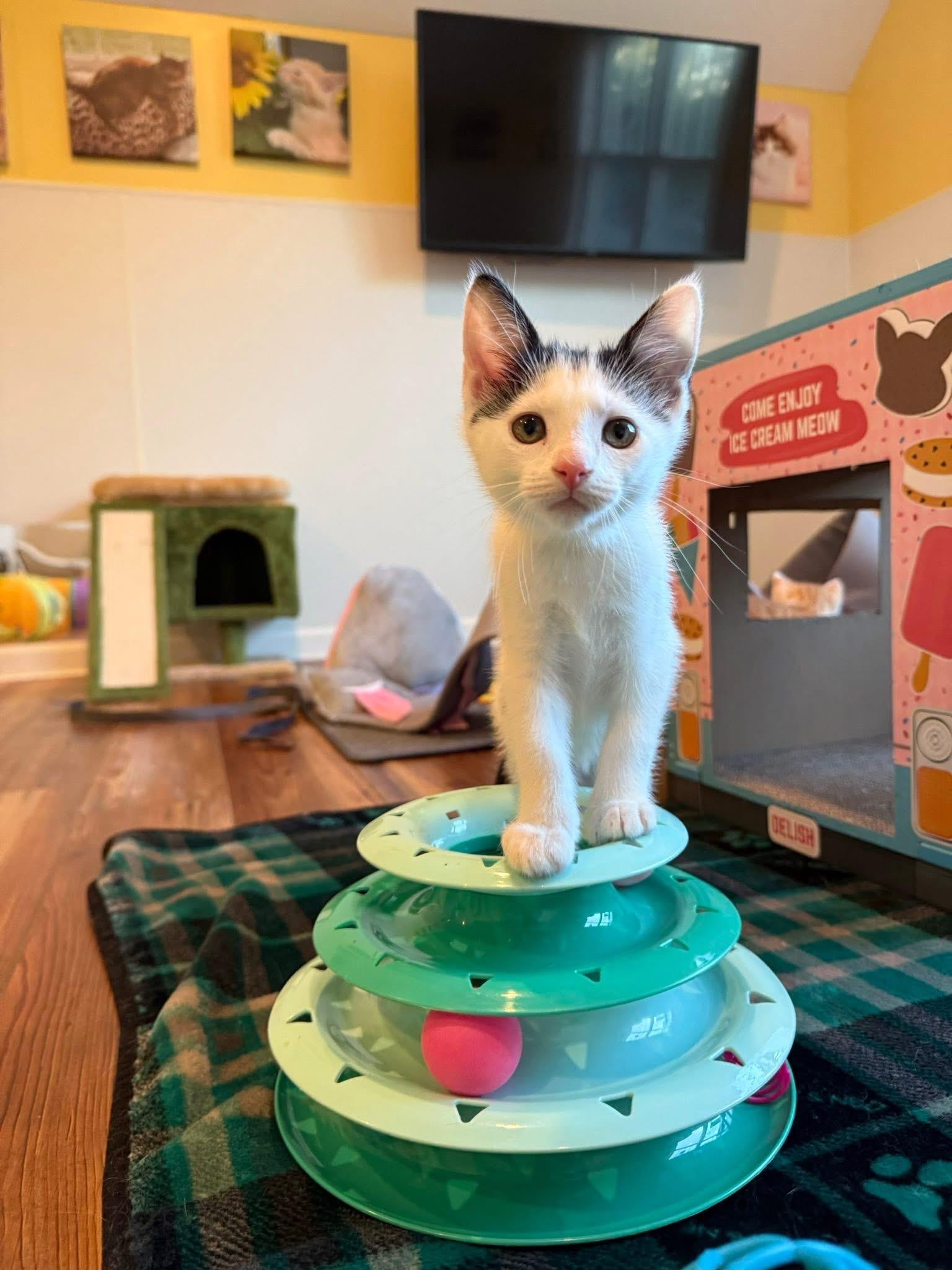 Otter Pop (Popsicle Litter), a Adoptable Domestic Short Hair in Blanch, NC image 2/5