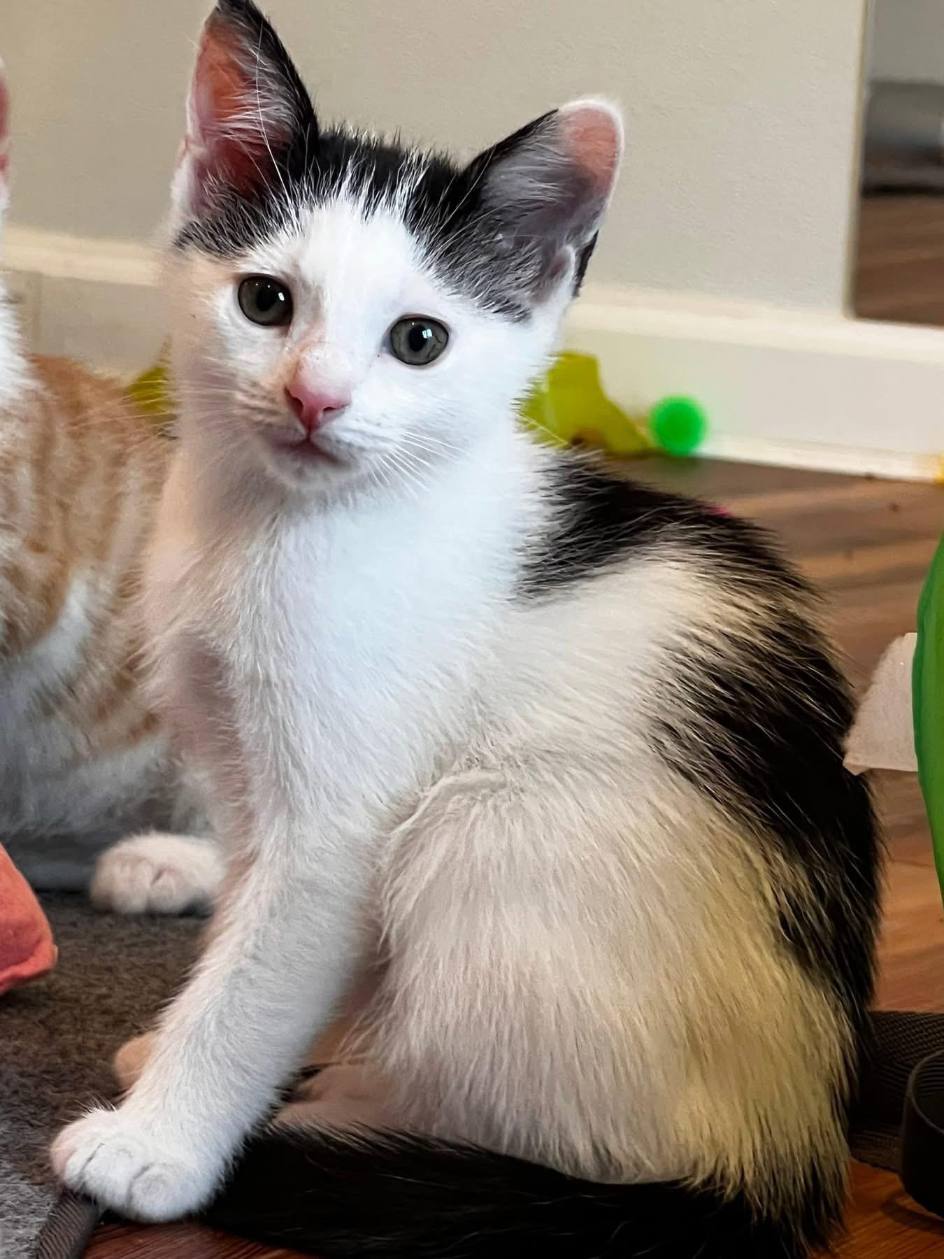 Otter Pop (Popsicle Litter), a Adoptable Domestic Short Hair in Blanch, NC image 3/5