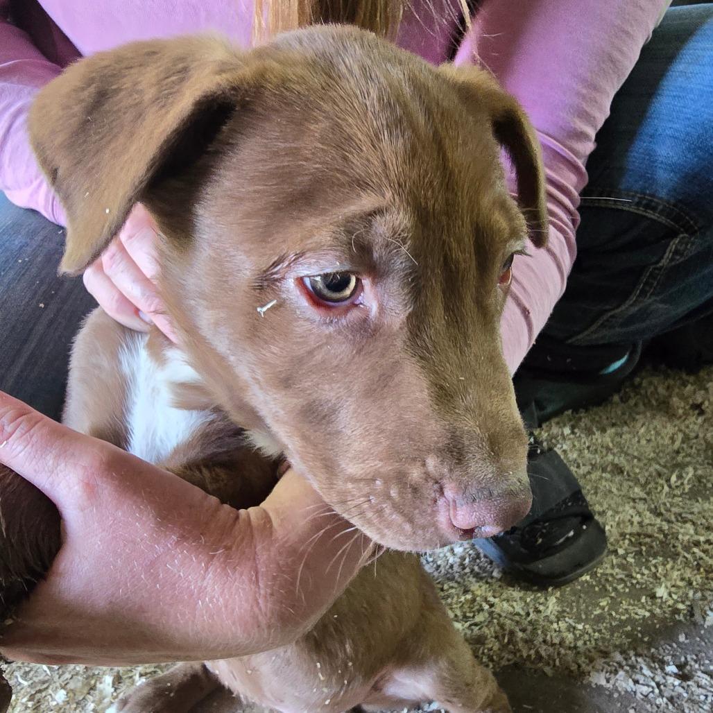 Fargo, Adoptable, Puppy Male Pit Bull Terrier & Cattle Dog.