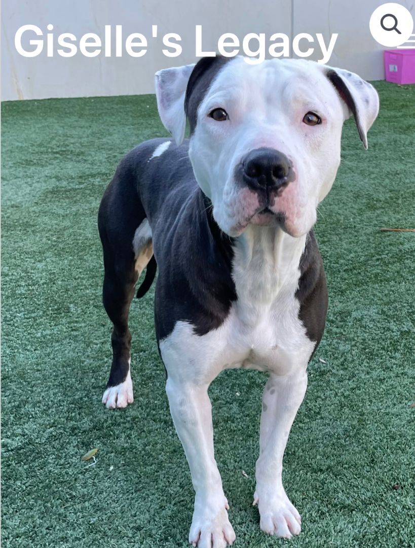 Rascal, an adoptable Pit Bull Terrier in woodland hills, CA, 91364 | Photo Image 1